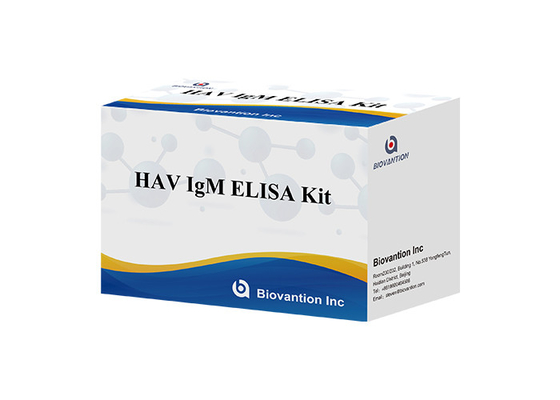 Антитела к вирусу гепатита А HAV IgM In Vitro Enzyme Иммуноанализ Сыворотка / плазма