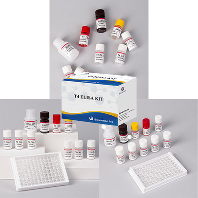 Часто используемый тест на гормоны щитовидной железы T4 Triiodothyronine ELISA TEST KIT