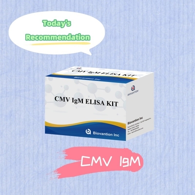 Набор реагентов для высокочувствительной CMV ELISA для обнаружения антител к цитомегаловирусу    IgG/IgM Testing